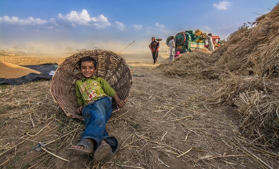 A young boy relaxes in a wicker basket as his family threshes harvested wheat.